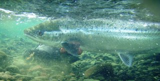 Atlantic Salmon released